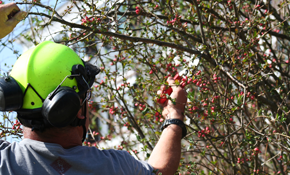 monster tree service san antonio