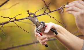 Top 10 Best Tree Removal Services In Minneapolis Mn Angi Angie S List