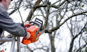 Top 10 Best Tree Removal Services In Albany Ny Angi Angie S List