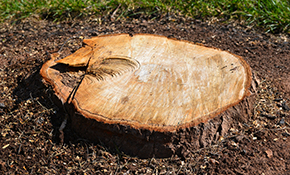 Steadfast Tree Care Stresses Benefit of Tree Stump Removal in Manquin  Virginia